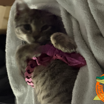 Multicolor Leaf Dragon (2)